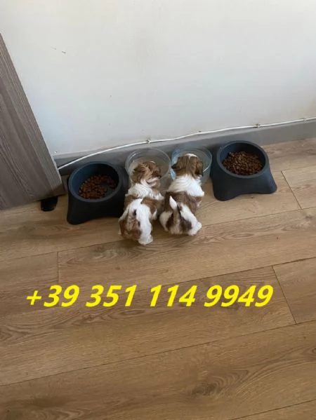 regalo cuccioli di Shitzu maschi e femmine | Foto 0