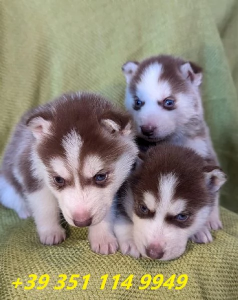 regalo cuccioli di husky maschi e femmine | Foto 0