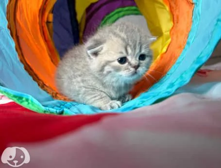 Gatti British Shorthair | Foto 4
