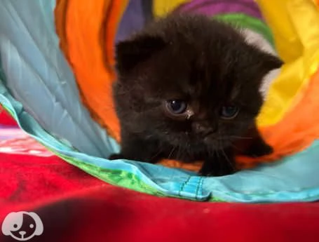 Gatti British Shorthair | Foto 0