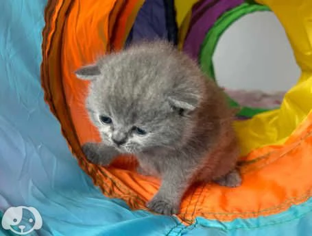 Gatti British Shorthair | Foto 6