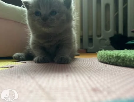 Gatti British Shorthair | Foto 4