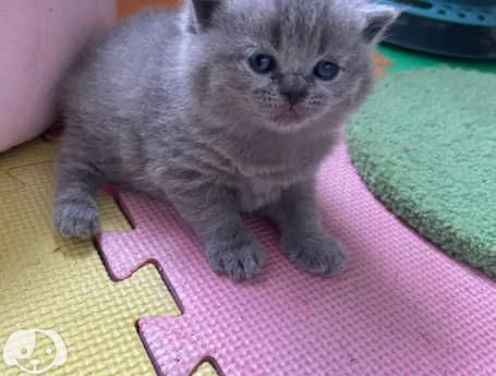 Gatti British Shorthair | Foto 3