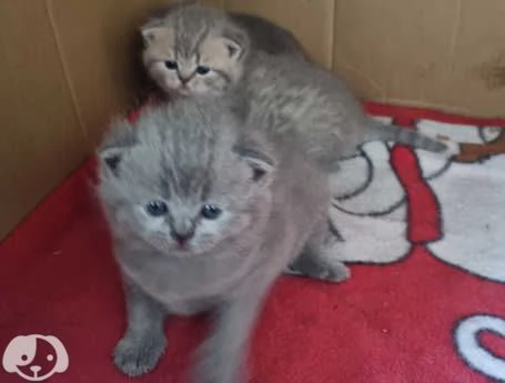 Gatti British Shorthair