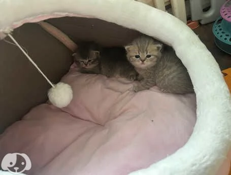 Gatti British Shorthair | Foto 2
