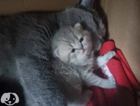 Gatti British Shorthair | Foto 1