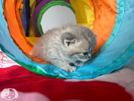 Gatti British Shorthair | Foto 0