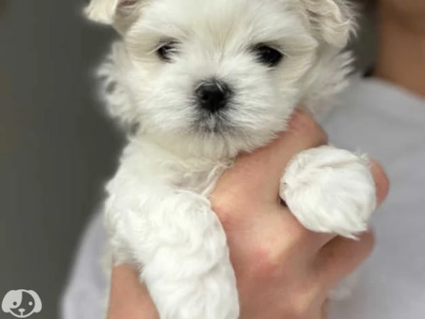 Maltese toy cuccioli | Foto 3