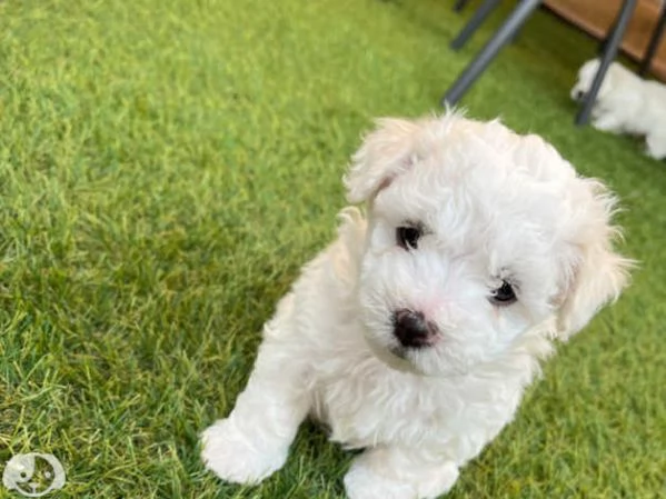 Maltese toy cuccioli | Foto 0