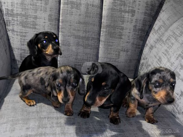 Bellissimi Cuccioli di Bassotto | Foto 3