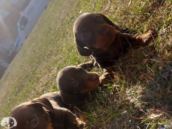 Bellissimi Cuccioli di Bassotto | Foto 1