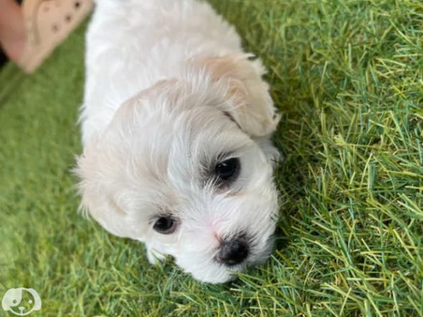 Maltese toy cuccioli | Foto 5