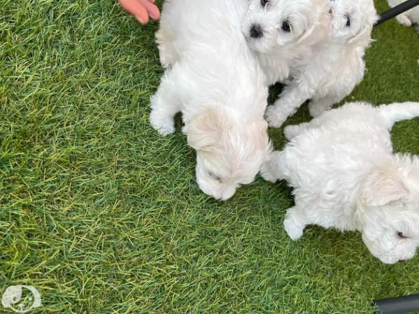 Maltese toy cuccioli | Foto 3