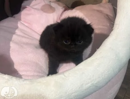  Gatti British Shorthair | Foto 1
