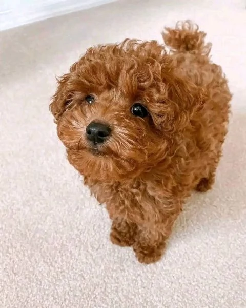 Cuccioli di Barboncino Toy  Maschi e Femmine Dolcezza e Intelligenza