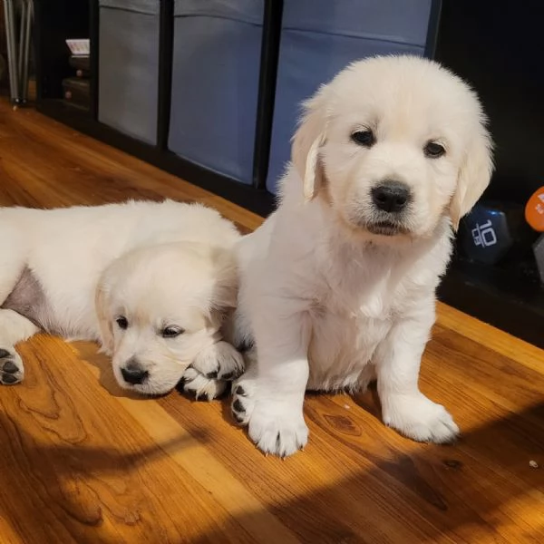 Golden retriever cuccioli