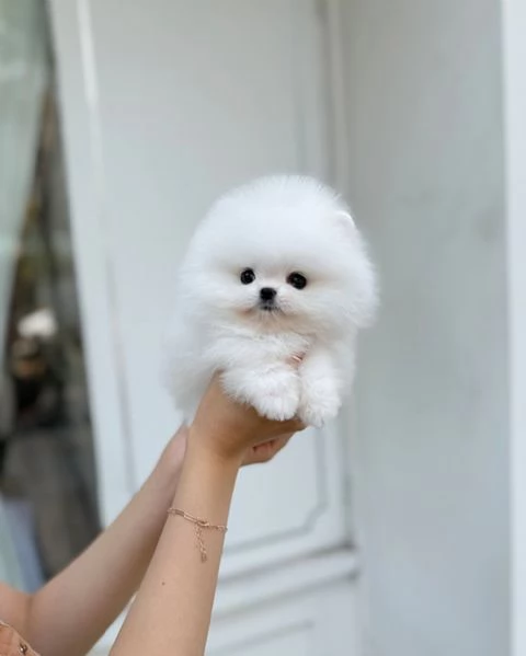 Spitz di Pomerania