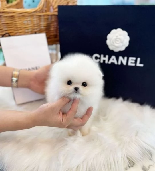Spitz di Pomerania | Foto 0
