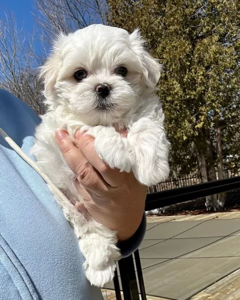 Splendidi cuccioli di maltese