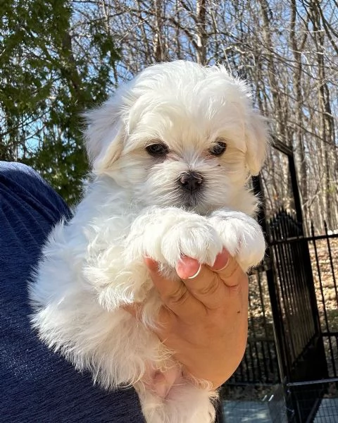 Splendidi cuccioli di maltese | Foto 1