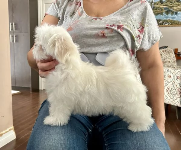 Splendidi cuccioli di maltese | Foto 0