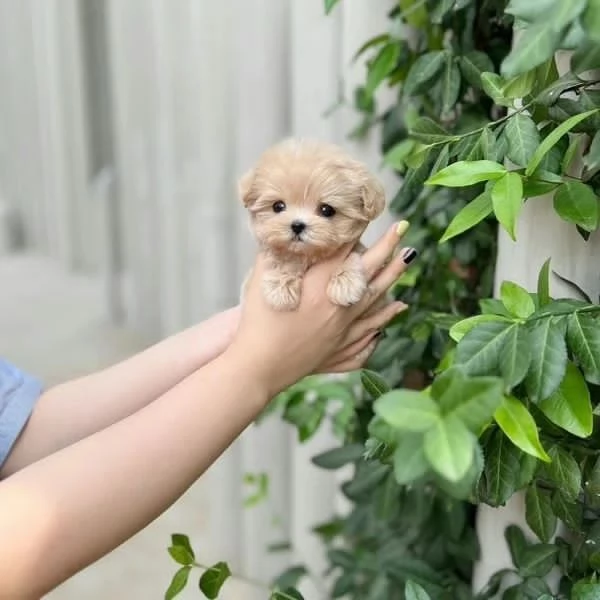 Adorabile cucciolo di maltipoo | Foto 1