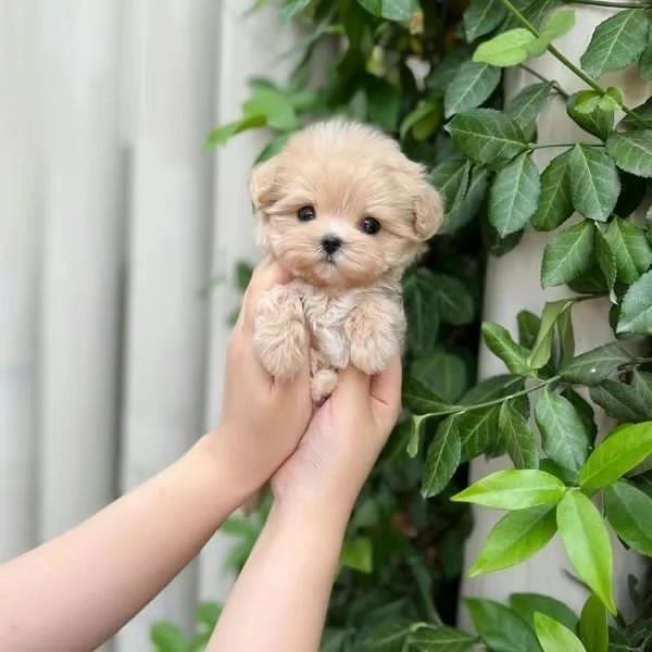 Adorabile cucciolo di maltipoo | Foto 0
