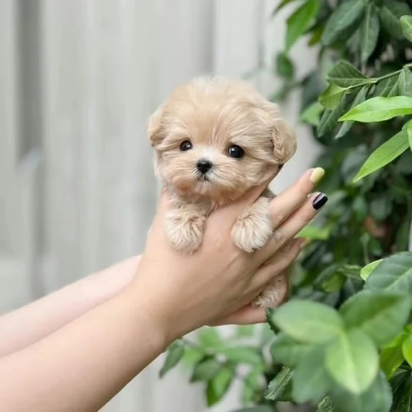 Adorabile cucciolo di maltipoo