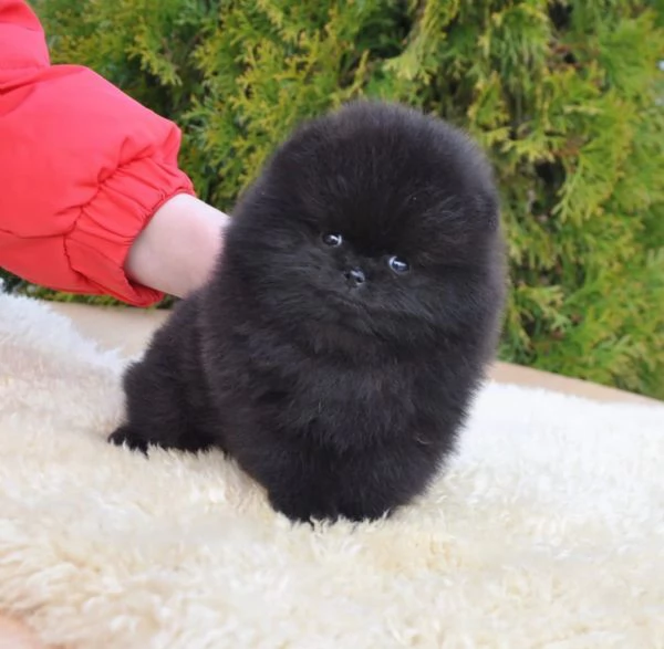 Bellissimo cucciolo di Pomerania