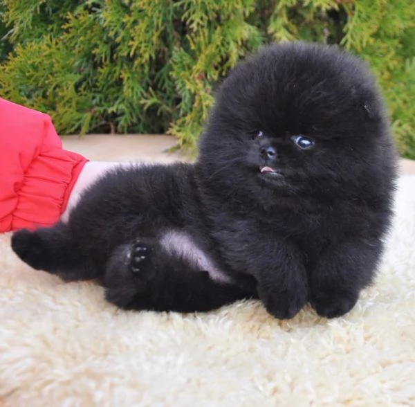 Bellissimo cucciolo di Pomerania | Foto 1