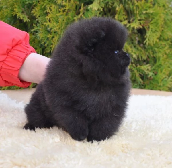 Bellissimo cucciolo di Pomerania | Foto 0