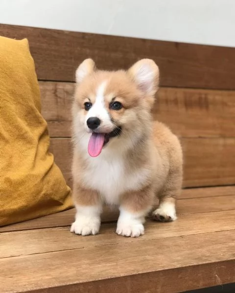 Adorabile Pembroke Welsh Corgi