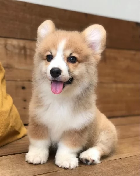 Adorabile Pembroke Welsh Corgi | Foto 1