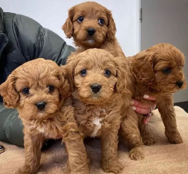 Bellissimi cuccioli di Cavapoo di razza pura