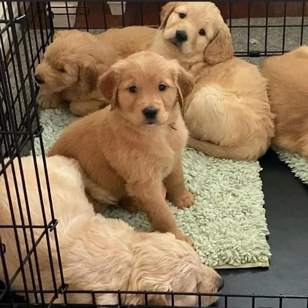 Bellissimi cuccioli di Leberador Retriever pronti per una nuova casa
