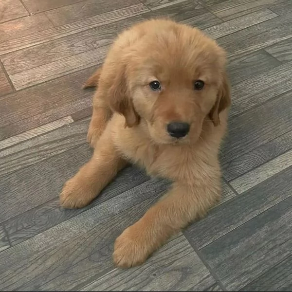 Bellissimi cuccioli di Leberador Retriever pronti per una nuova casa | Foto 1