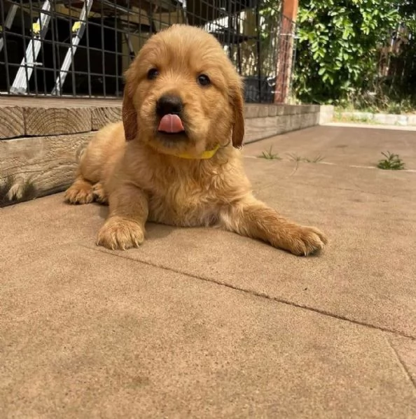 Bellissimi cuccioli di Leberador Retriever pronti per una nuova casa | Foto 0