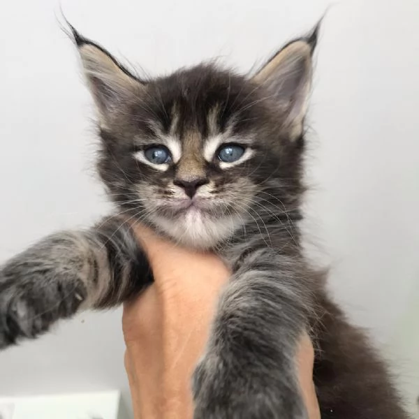 Disponibili simpatici gatti del Mainecoon