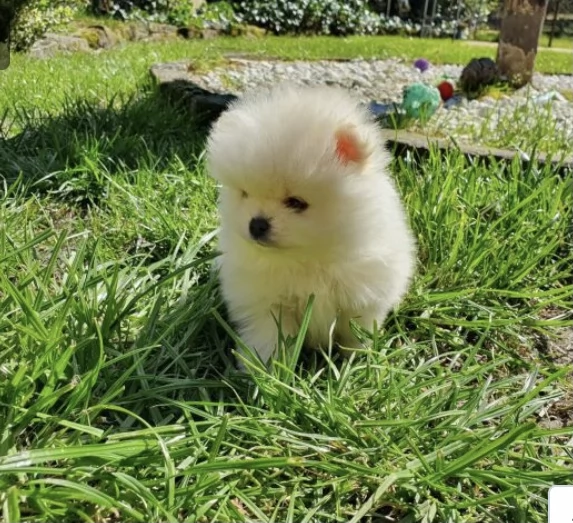 Cucciolo di Pomerania Mini Toy in cerca di adozione | Foto 0