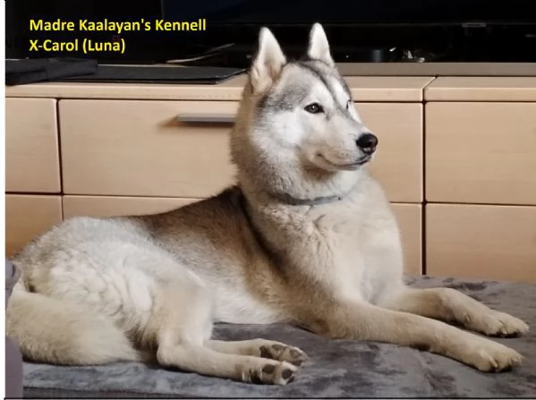 Cucciolata di 4 husky pedigree enci | Foto 5