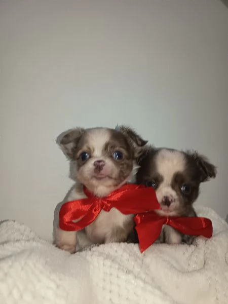 Cuccioli di chihuahua con pedigree  | Foto 0