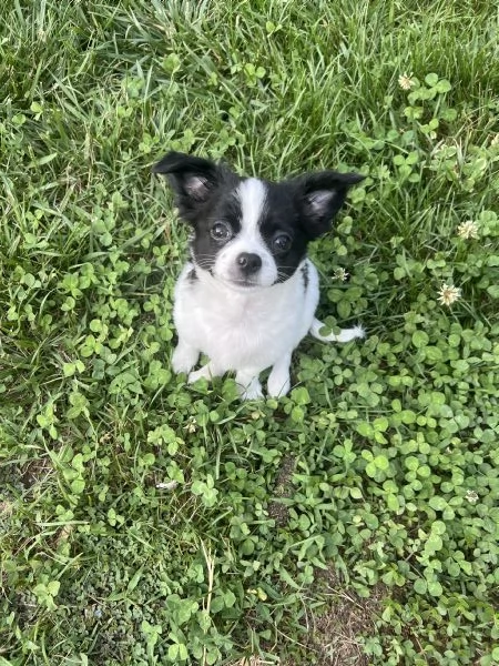 Chihuahua femmine pedigree  | Foto 3