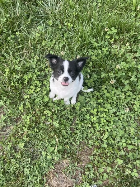 Chihuahua femmine pedigree  | Foto 2