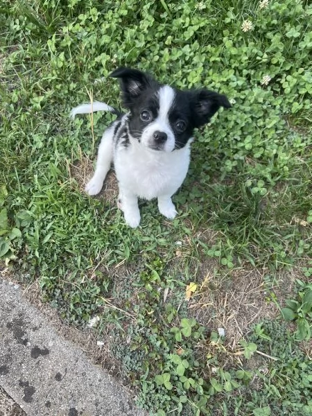 Chihuahua femmine pedigree  | Foto 1