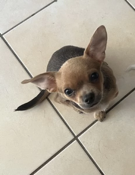 Chihuahua femmina pedigree Enci  | Foto 1