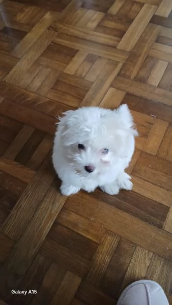 Maltesina toy