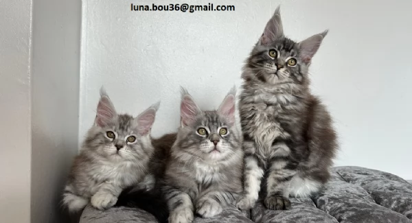 Maine coon gattino disponibile Allevatore offre parenti gattini Kitten Maine bestiame vaccinato truc
