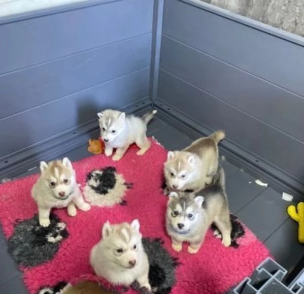 3 CUCCIOLI DI SIBERIAN HUSKY ALLEVATI CON AMORE per adozione 