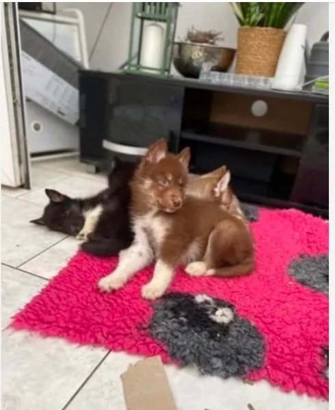 3 CUCCIOLI DI SIBERIAN HUSKY ALLEVATI CON AMORE per adozione 