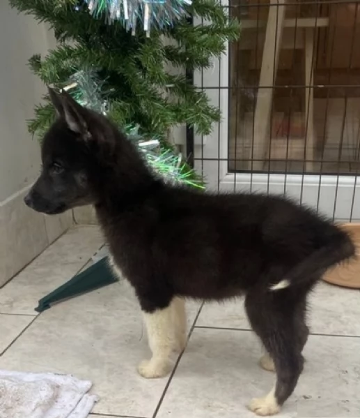 3 CUCCIOLI DI SIBERIAN HUSKY ALLEVATI CON AMORE per adozione  | Foto 0